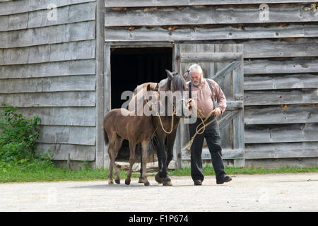 Mare and foal at Upper Canada Village. Stock Photo