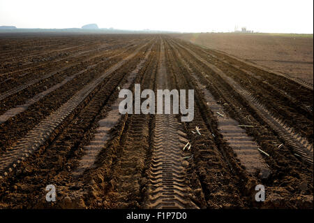 ANGOLA Malange , PAC Pòlo Agroindustrial de Capanda, Biocom Project, joint venture of Brazil company Odebrecht and Angolian state oil company Sonangol, sugarcane seedlings, the sugarcane is processed in a own sugar factory to produce sugar or bioethanol for fuel Stock Photo