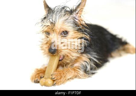 Dog Bone. Puppy with Treat Bone. White Background Stock Photo