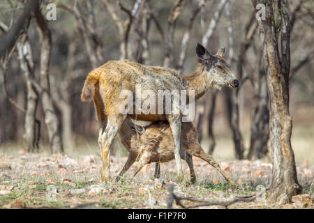 Sambar deer feeding the faun (Cervus unicolor) at Ranthambhore, Rajasthan India. Stock Photo