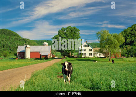 Vermont dairy cow in a field feeding on grass Stock Photo - Alamy