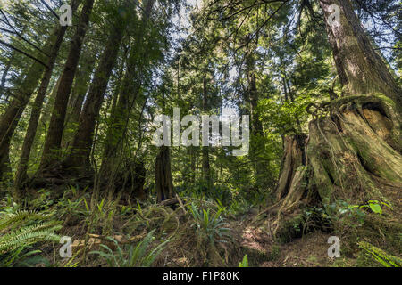 Big trees trail, Meares Island, off Tofino, British Columbia Stock Photo