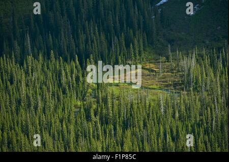 Montana Wilderness from Bird Eye. Forest Valley and Small Mountain Lake. Montana Photography Collection. Deep Forest of Glacier Stock Photo