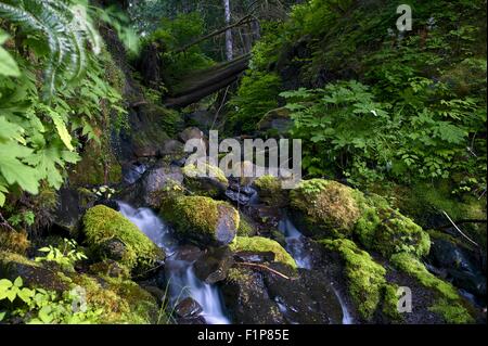 Small Beautiful Rocky Creek in Olympic National Park, Washington State, U.S.A. Rainforest Photography Collection Stock Photo
