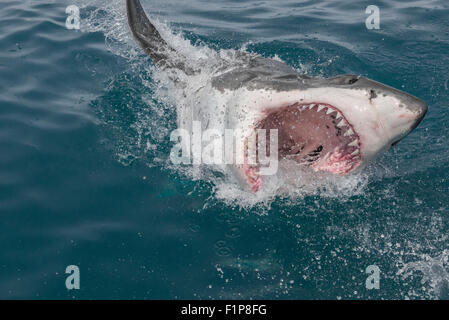 Great White Shark Breaching, Gansbaai, South Africa Stock Photo