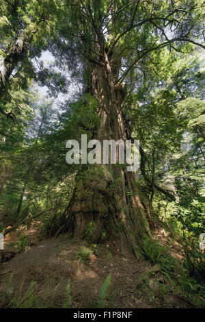 Giant Western red cedar tree, Meares Island, off Tofino, British Columbia Stock Photo