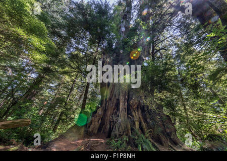 Hanging Garden Tree with lens flare, Meares Island, off Tofino, British Columbia Stock Photo
