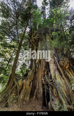 Hanging Garden Tree, over 1000 year old Western red cedar, Meares Island, Tofino, British Columbia Stock Photo
