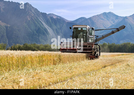 Farmer operating Gleaner E3 1968 Allis Chalmers Combine harvesting wheat. Stock Photo