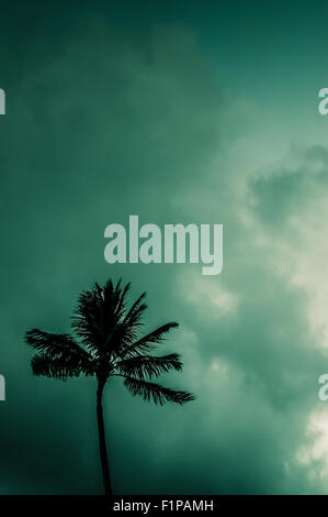 Retro Filtered Photo Of Palm Tree Against Atmospheric Sky In Hawaii Stock Photo