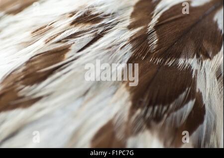 Eagle Feathers Closeup. White Feathers with Brown Spots. Birds Photo Collection Stock Photo