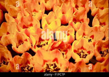 Red-Orange Tulips Bunch -Tulips Closeup. Flowers Photo Collection. Stock Photo