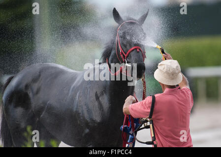 Race horse being washed down after his race by a trainer. Stock Photo