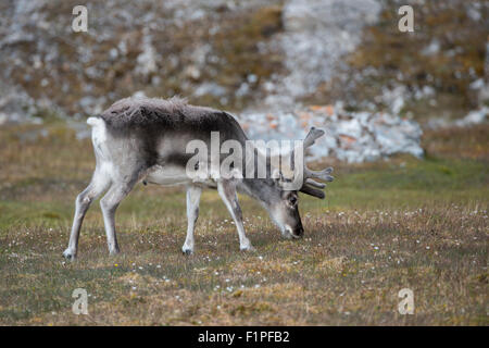 Norway, Svalbard, Spitsbergen, Trygghamna Fjord, Alkhornet on the northern side of the mouth of Isfjord. Svalbard reindeer. Stock Photo