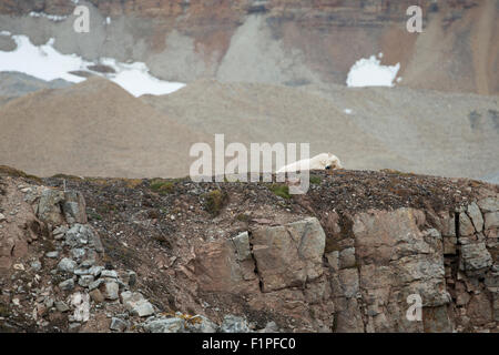 Norway, Svalbard, Spitsbergen, Ny Alesund. Collared female polar bear, sleeping Stock Photo