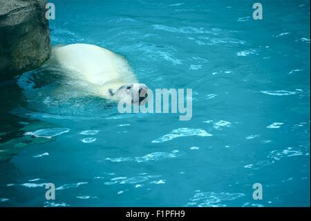 Polar Bear / Ursus Maritimus / in the Zoo Pool-Cage. Swimming Polar Bear . Stock Photo