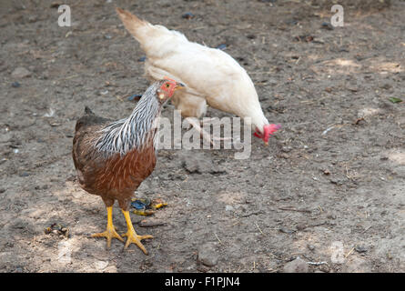 a two hens close up Stock Photo