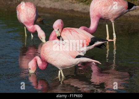 Andean Flamingos (Phoenicoparrus andinus). Native to high altitude wetlands in the Andes of South America. Stock Photo