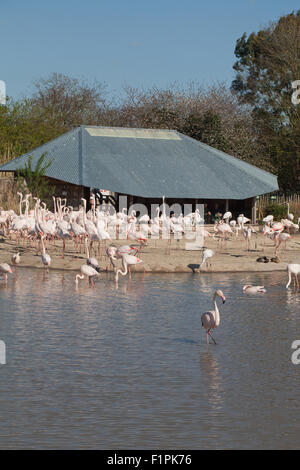 Greater Flamingos (Phoenicopterus roseus),  section of a flock of 260 birds - on view for human visitors. WWT. Slimbridge, UK. Stock Photo