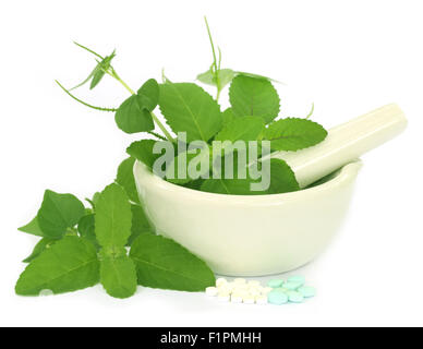 Medicinal herbs with mortar and pestle over white background Stock Photo