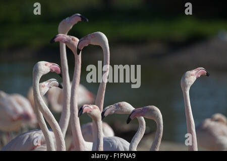 A Group Of Greater Flamingos Head-flagging At The Walvis Bay Lagoon ...