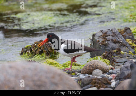 Eurasian Oystercatcher (Haematopus ostralegus). Iona. Inner Hebrides. West coast Scotland. June. Stock Photo