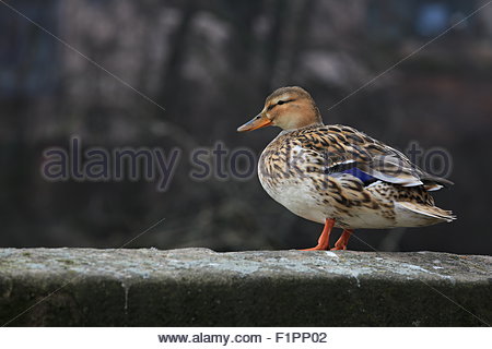 Fowl waiting to fly off a wall in Germany Stock Photo
