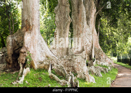 Buttress Roots of Giant Java Almond (Canarium Row or Canarium Indicum) at Royal Botanical Garden in Peradeniya near Kandy, Sri L Stock Photo