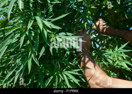 A man checks his plantation of marijuana plant Stock Photo