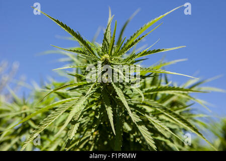 Closeup of fresh shoots of wild hemp in natural conditions over blue sky Stock Photo