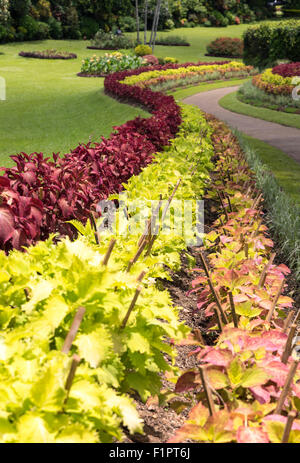 Flower Garden at Royal Botanical Garden in Peradeniya near Kandy, Sri Lanka Stock Photo