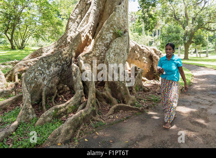 Buttress Roots of Giant Java Almond (Canarium Row or Canarium Indicum) at Royal Botanical Garden in Peradeniya near Kandy, Sri L Stock Photo