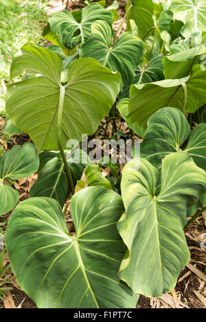 Royal Botanical Garden in Peradeniya near Kandy, Sri Lanka Stock Photo