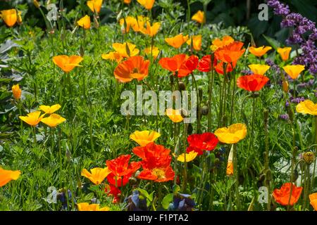 Papaver nudicaule - Arctic poppy, Iceland poppy, flowering in a summer garden Stock Photo
