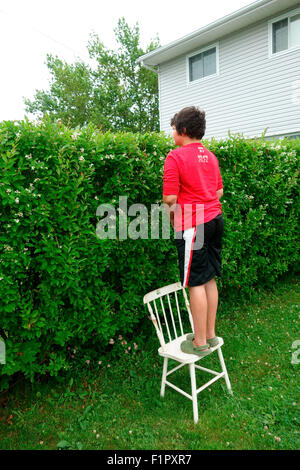A 12 year old boy standing on a chair and looking over a hedge row fence into another yard or property or home adjacent Stock Photo