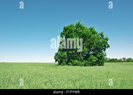 Lonely big green tree in a field of young wheat. Nature composition. Stock Photo