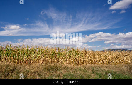 White cumulus cirrus clouds in the blue sky over dry corn field Lower Silesia Poland Stock Photo