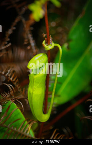 Wild nepenthes, unidentified species, at submontane forest on the slope of Mount Salak in West Java, Indonesia. Stock Photo