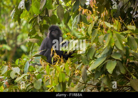 Javan lutung (Trachypithecus auratus) is seen at Chevron geothermal project area on Mount Salak, Sukabumi, West Java, Indonesia. Stock Photo