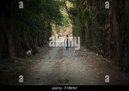 Man and his dog walking through a jungle path Argyle Waterfall, East of   Scarborough, Tobago, the Caribbean Stock Photo