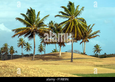 Palm tree  clumps on golf course in Port of Spain, capital of Trinidad Stock Photo