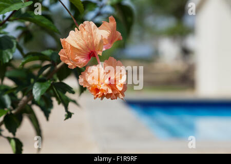 A peach and pink double hibiscus bloom on a branch in the sunshine at a poolside garden in Belize. Stock Photo