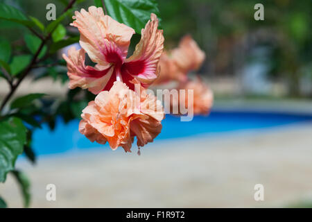 Peach and red double hibiscus blooms in the sunshine with a blurred blue swimming pool background. Stock Photo