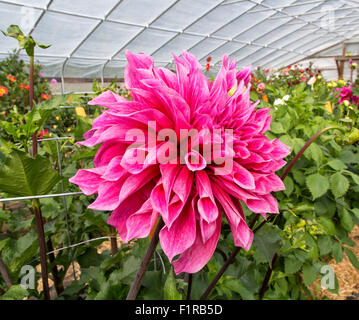 Dahlia 'Emory Paul'  growing in tunnel, 1st Prize Winning, Stock Photo