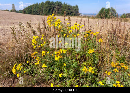 Tansy, Tanacetum vulgare in the country, Czech Republic, Europe Stock Photo