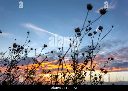 Meadow at sunset, Czech Republic Stock Photo