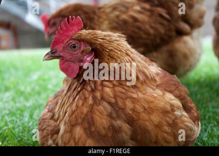 Hens Stock Photo