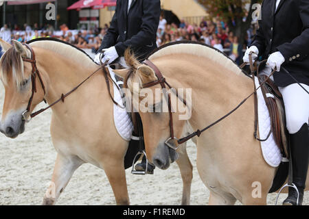 Head shot of a sportive norwegian fjord horse on dressage show Stock ...