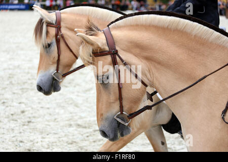 Head shot of a sportive norwegian fjord horse on dressage show Stock ...