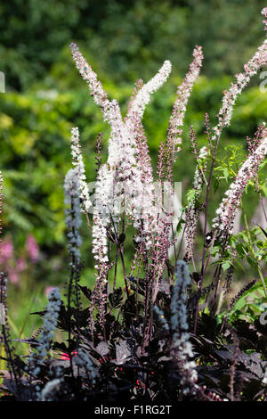 September flowers of the dark leaved perennial, Actaea simplex 'Black Negligee' Stock Photo